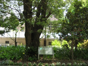 �N�X�m�L�ƋL�O��