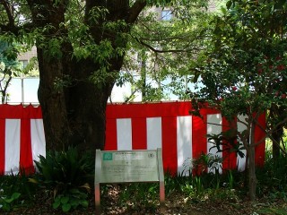 �N�X�m�L�ƋL�O��